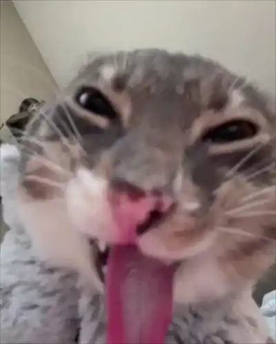 Кот язык в шоке