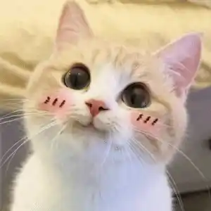 Cute Anime Cat with Blushed Cheeks