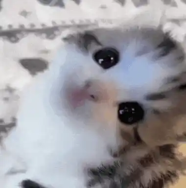Cute Kitten Looking Up