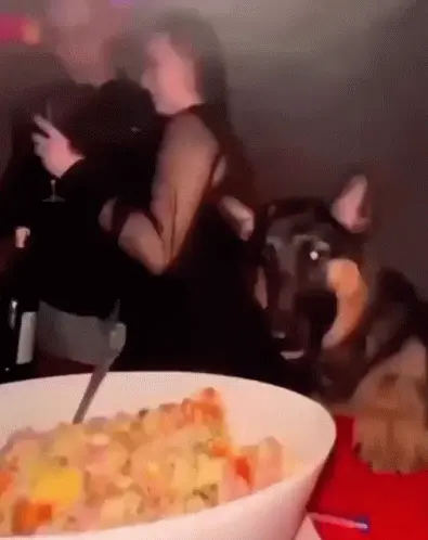 Dog Scran Eating