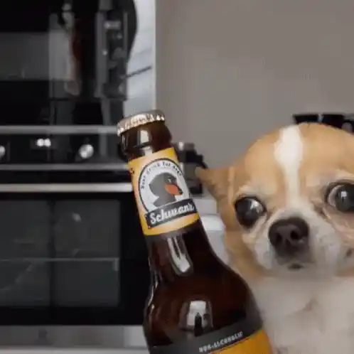 Schwanchi the Chihuahua with a beer bottle