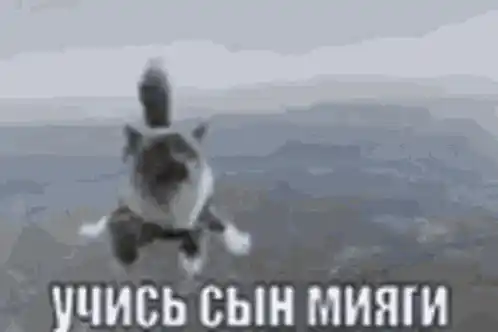 учись сын мияги кошка мияги
