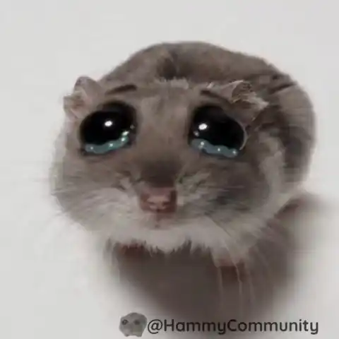 Sad Hamster Crying Meme