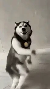 Ai Dog Dancing