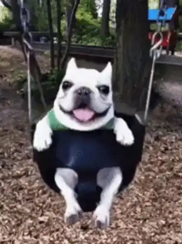 Happy French Bulldog on a Swing