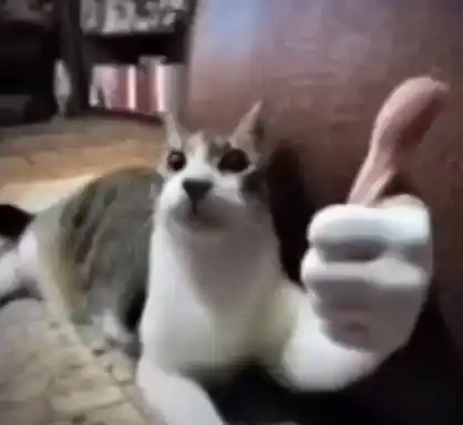 Кот показывает класс