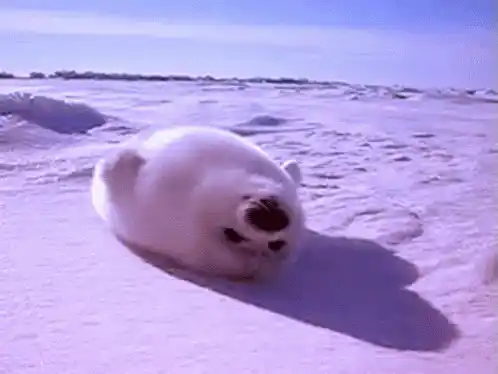 Lazy Seal Relaxing on Ice
