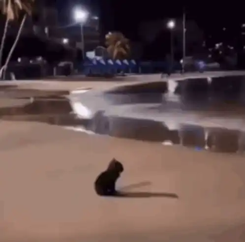 Sad Cat by the Sea at Night